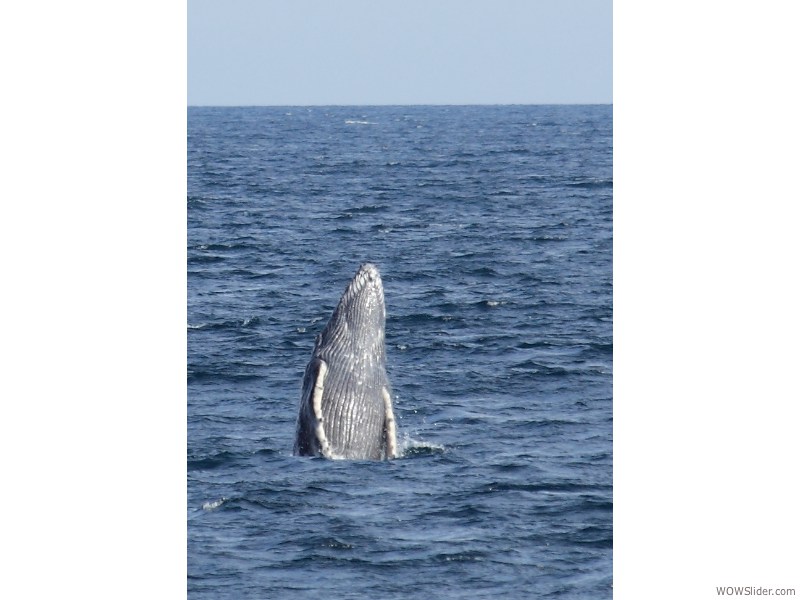 Whale Breaching