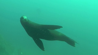 Diving Coronado